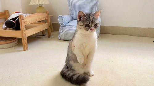 娱乐吃瓜酱小猫咪被吓,揭秘幕后真相